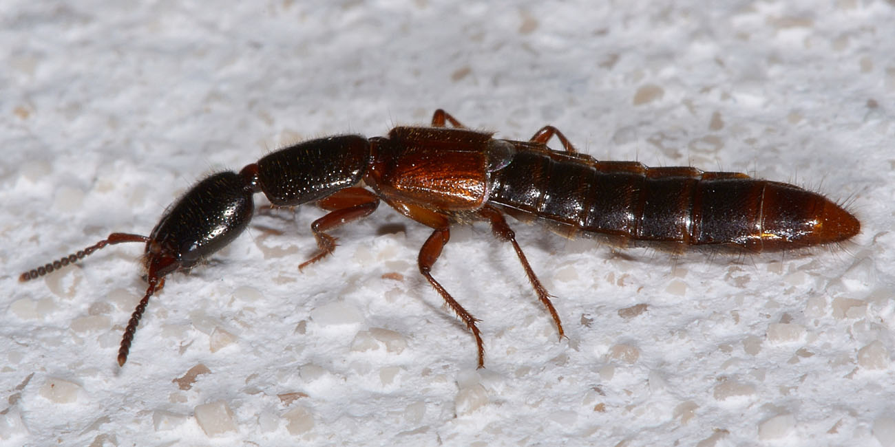 Xantholinus sp.